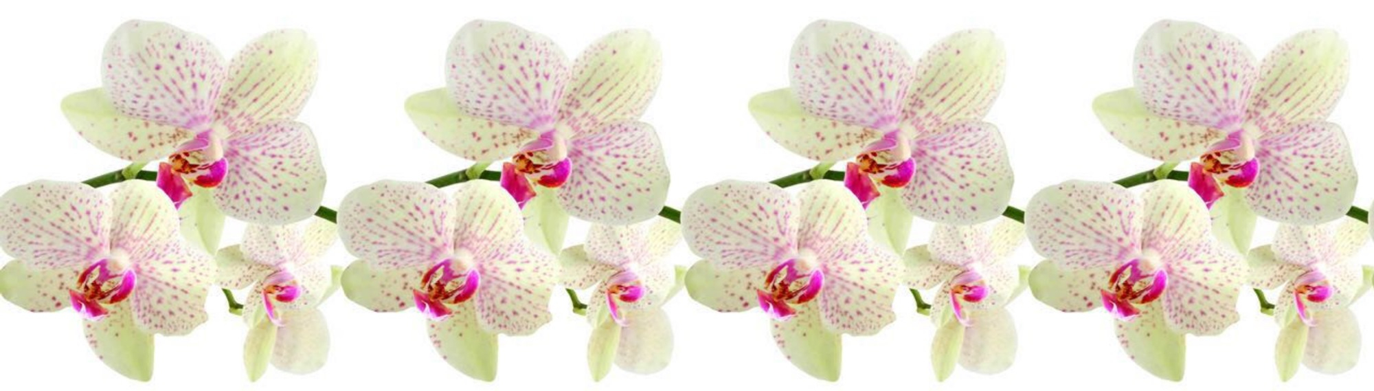 Стеновые панели из АБС-пластика, Кухонный фартук Леопардова яорхидея 2000x600x1.5 мм глянец